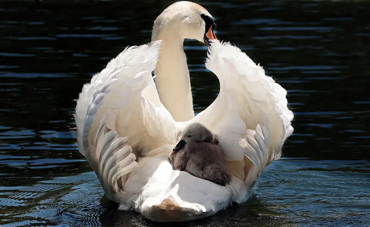 Red Rock Lakes National Wildlife Refuge, Montana: The Trumpeter Swan's Last Stand (Image Credits: Pixabay)
