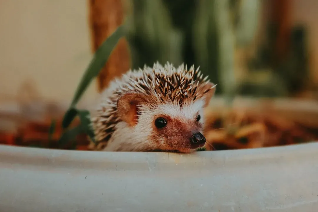 1. Hedgehogs (Image Credits: Unsplash)