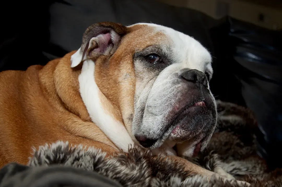 5. English Bulldog - Wrinkles, Snores, and Pure Contentment (Image Credits: Unsplash)