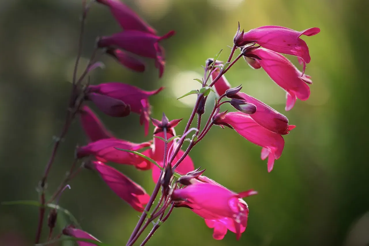 #7 &ndash; Penstemon Delivers Drought-Proof Tubular Goldmines (Image Credits: Pixabay)