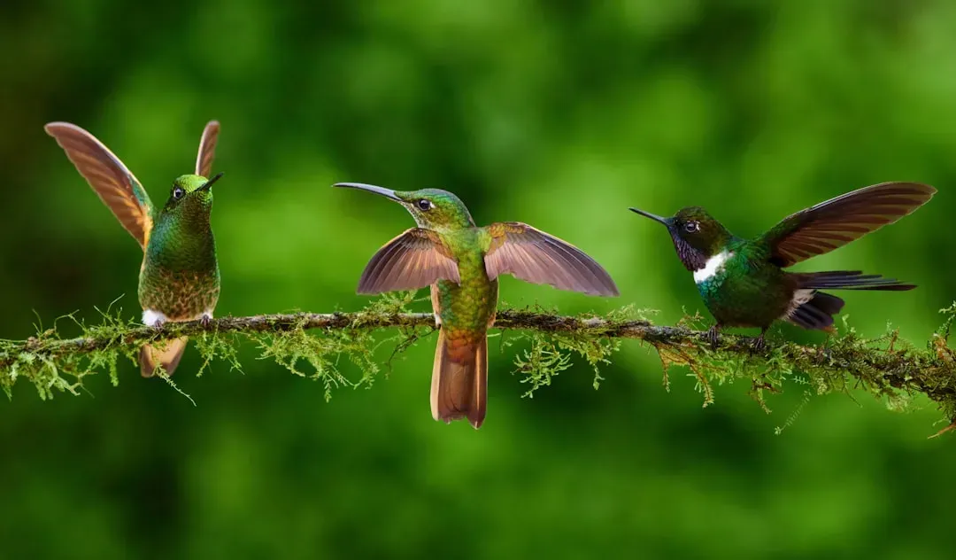 #11: Their Wings Produce the Sound That Gave Them Their Name (Image Credits: Unsplash)