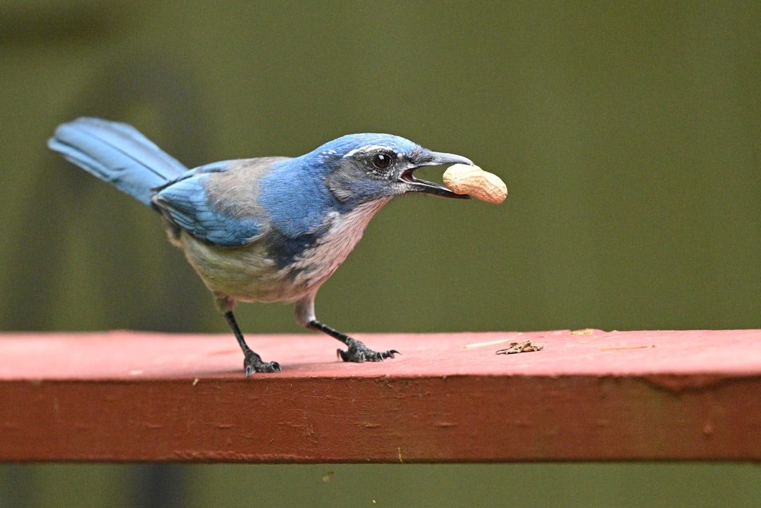 California Scrub Jay (Image Credits: Unsplash)