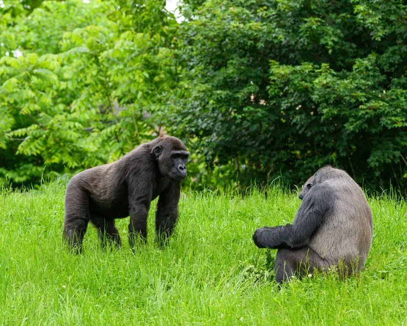 #8 - Gorillas: The Silverback Who Lets You Sit in Silence (Image Credits: Pexels)