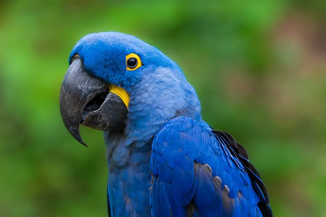 6. Spix's Macaw - The Bird That Inspired a Movie, Then Came Back for Real (Image Credits: Unsplash)