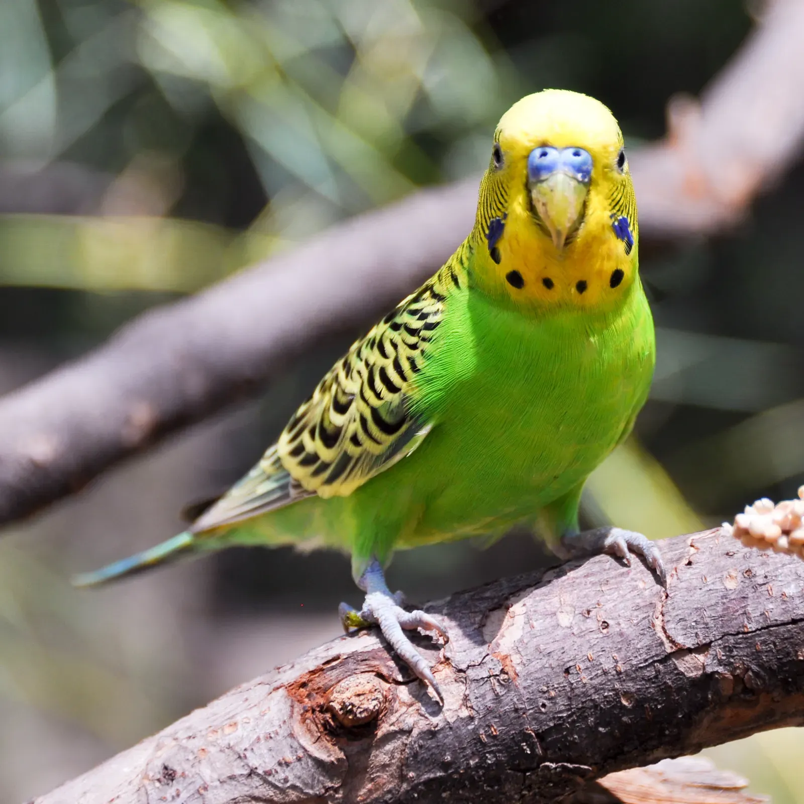 6. Budgerigars: Tiny Birds with Massive Vocabularies (Image Credits: Wikimedia)