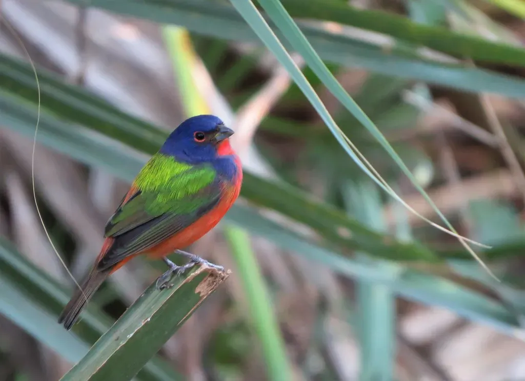 Painted Bunting: A Tiny Explosion of Color (Image Credits: Flickr)