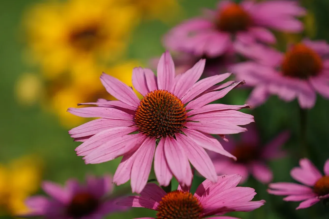 Purple Coneflower: Drought-Proof and Drop-Dead Gorgeous (Image Credits: Pixabay)
