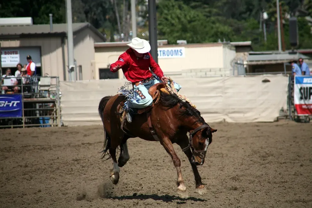 Bucking Under Saddle (Image Credits: Flickr)