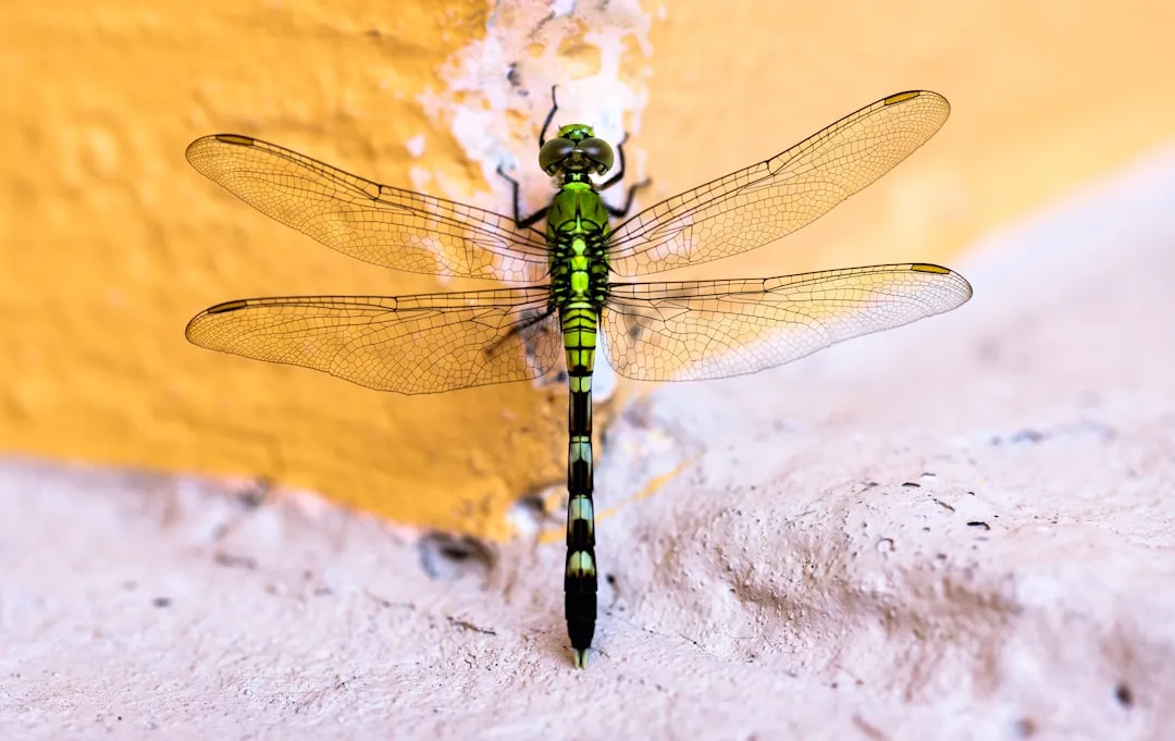 A quiet form of pest control (Image Credits: Unsplash)