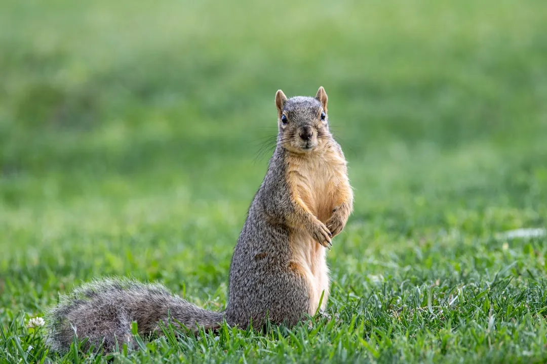 4. The Antelope Squirrel: The Only Animal Racing Across Sand at Noon (Image Credits: Unsplash)