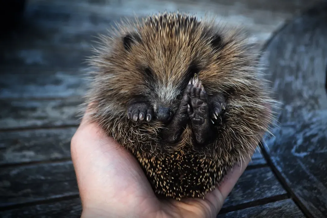 9. The Hedgehog: Small but Resilient, Calm but Fearless (Image Credits: Unsplash)