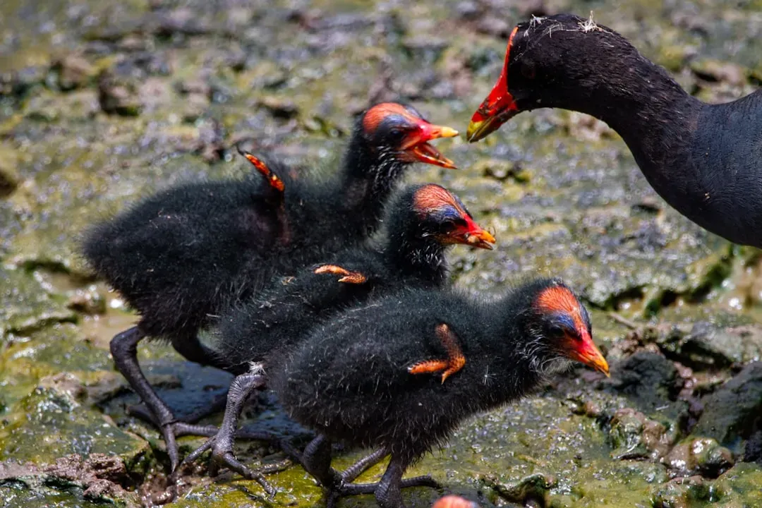 Hens Feel Their Chicks' Distress Physically (Image Credits: Unsplash)