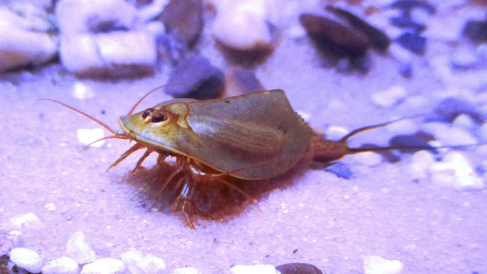 The Tadpole Shrimp: The Three-Eyed Dinosaur of Freshwater Pools (Image Credits: Wikimedia)