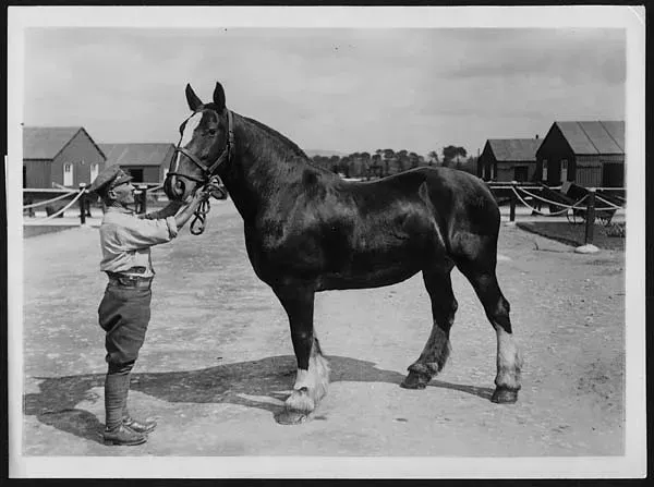 Warrior: The Horse That Survived the Great War (Image Credits: Flickr)
