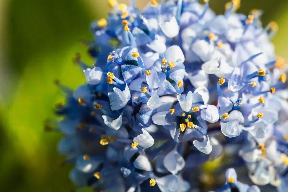 13 - California Lilac (Ceanothus) (Image Credits: Pexels)