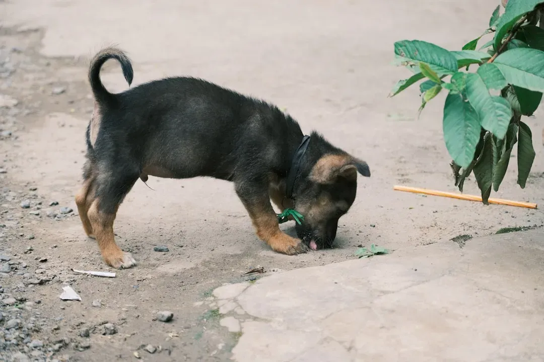 When Fertilizers Are the Enemy in Disguise (Image Credits: Unsplash)