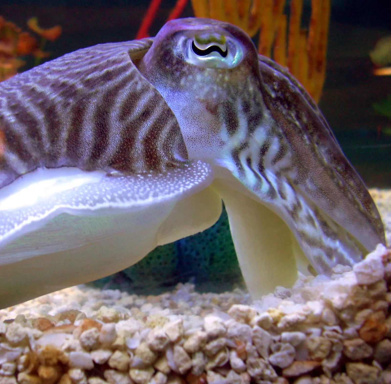 Conclusion: The Quiet Shock of a Remembering Cephalopod (By FireFly5, Public domain)