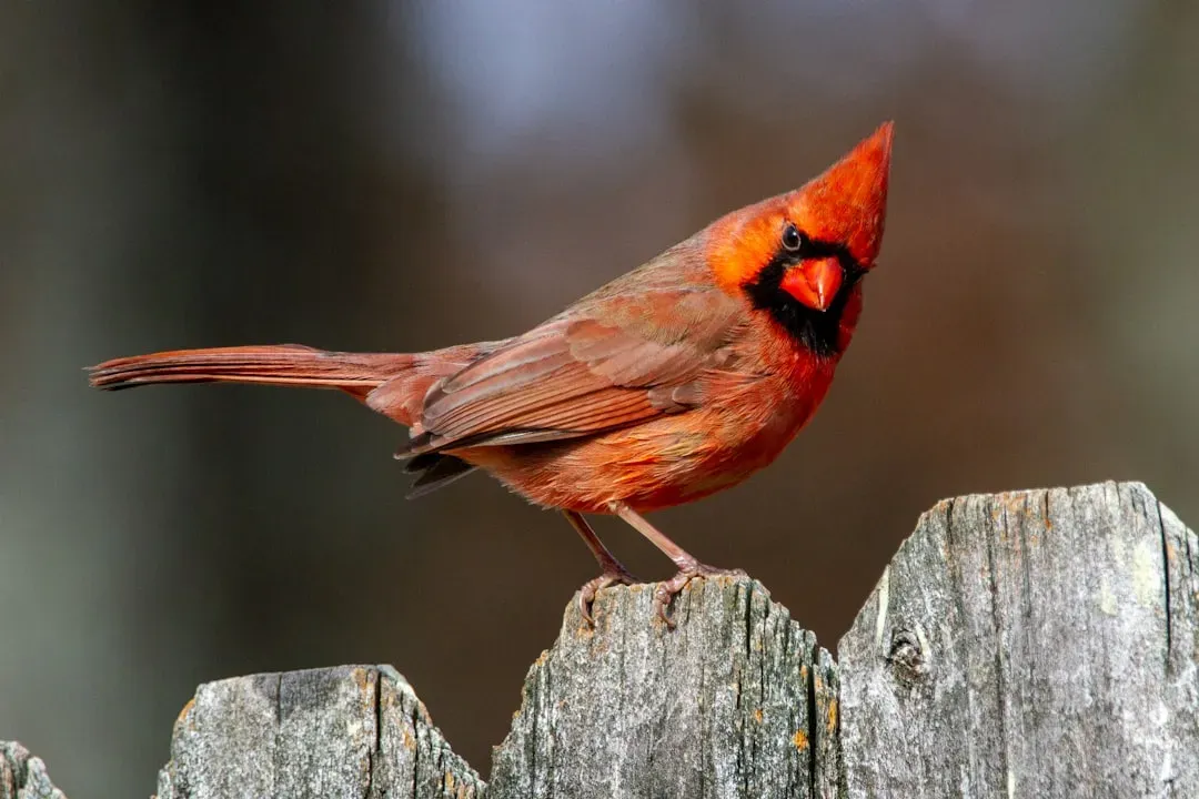 4. Birds (Image Credits: Unsplash)