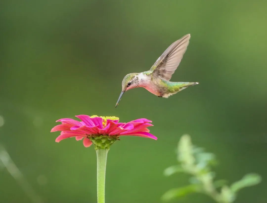 #12 - Single-Flowered Zinnias: The Overlooked Volume Play (Image Credits: Unsplash)