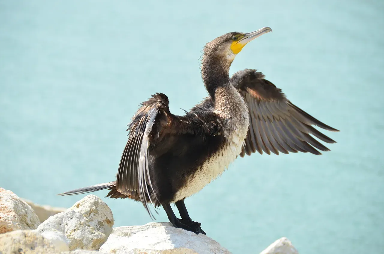 Blue-Eyed Shag (Image Credits: Pixabay)
