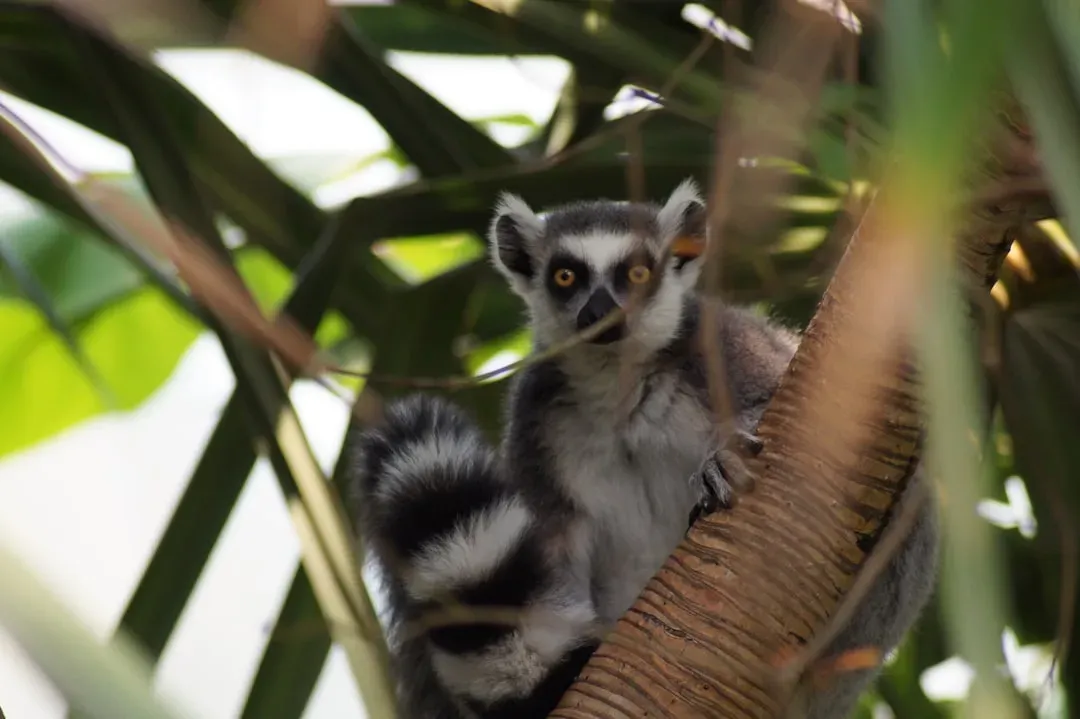 Ringtail: The 
