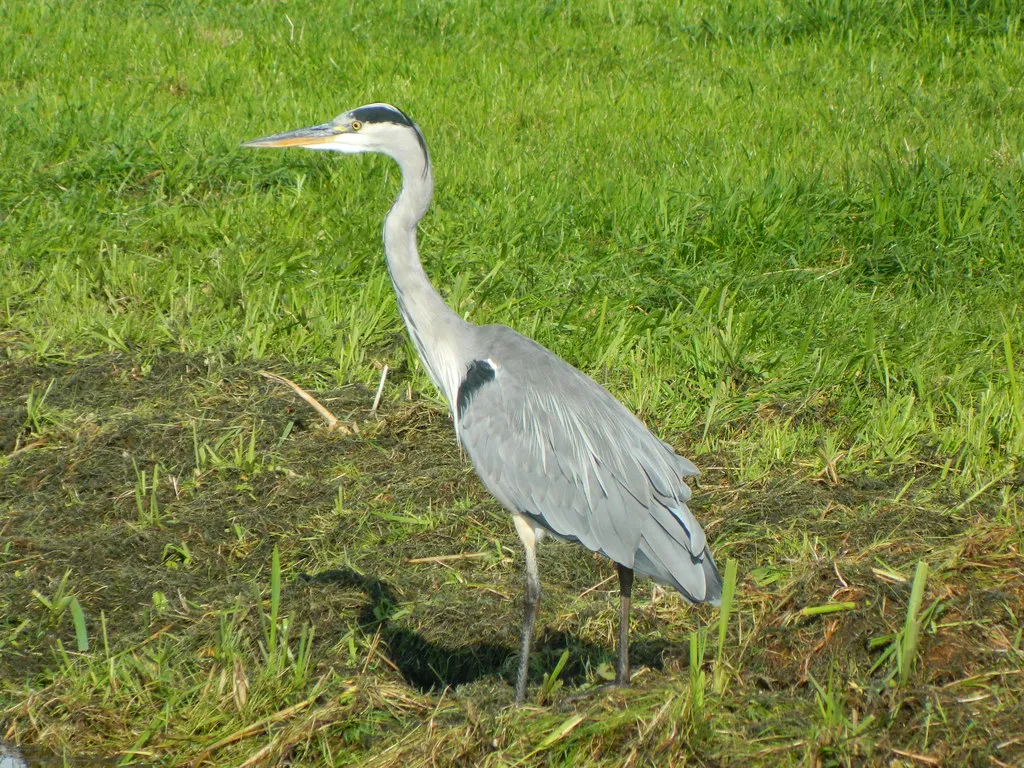 #5 - Merritt Island National Wildlife Refuge, Florida (Ruben Holthuijsen, Flickr, CC BY 2.0)