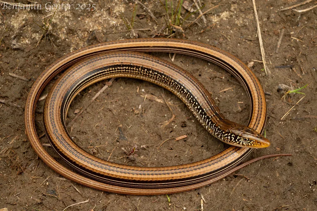 The Mimic Glass Lizard - The Copycat Nobody Talks About (Image Credits: Flickr)
