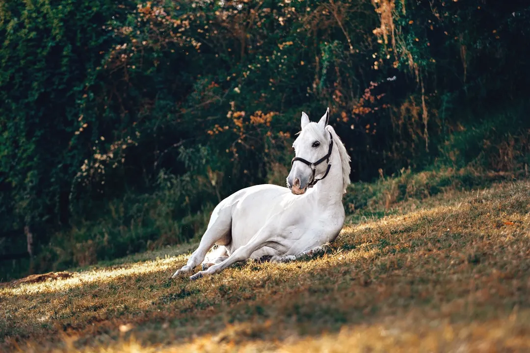 #2 &ndash; The Horse That Lies Down While You're Nearby (Image Credits: Unsplash)