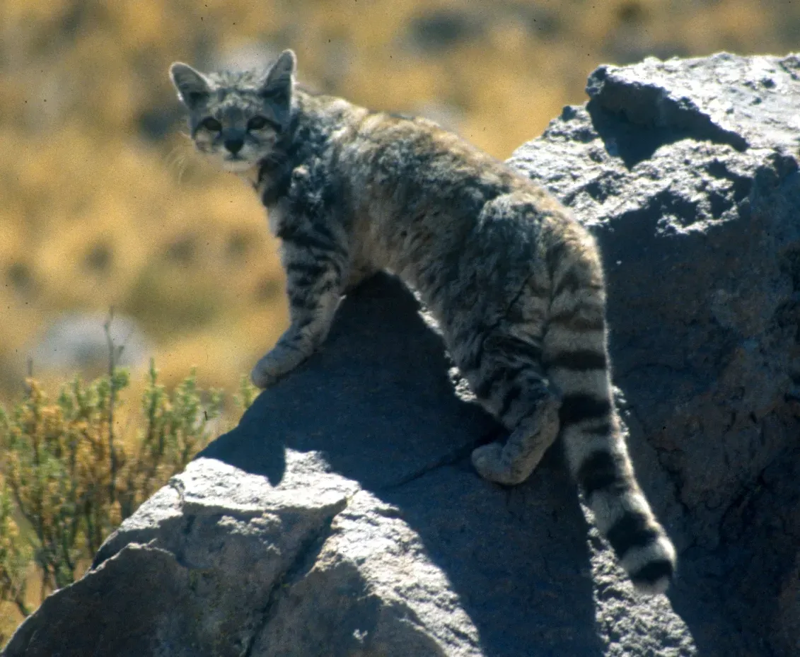 The Andean Mountain Cat: A Ghost of the High Peaks (Image Credits: Wikimedia)
