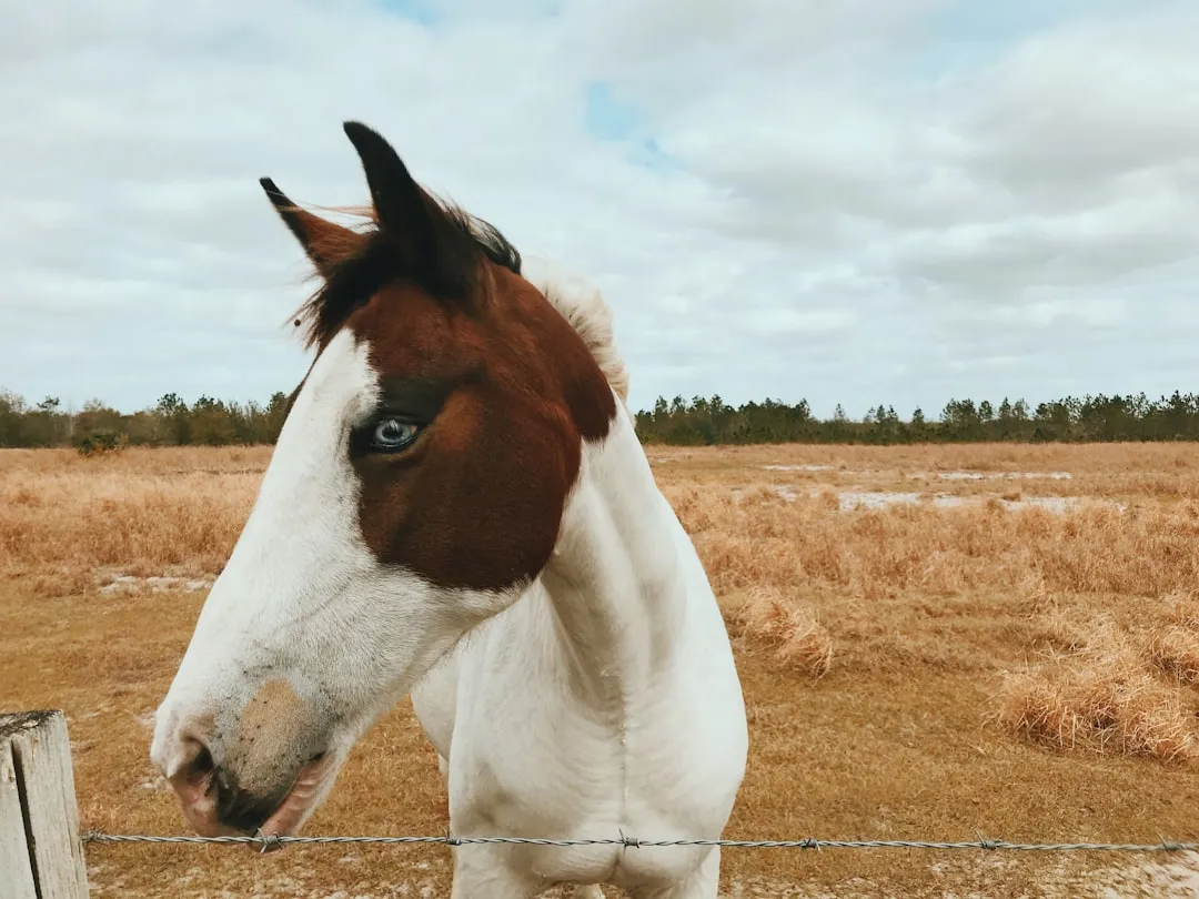 Paint Horse: Friendly and Food-Motivated More Than Intensely Attached (Image Credits: Unsplash)