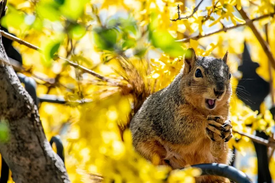 Combined Tail and Vocal Displays Mark Serious Concerns (Image Credits: Pexels)