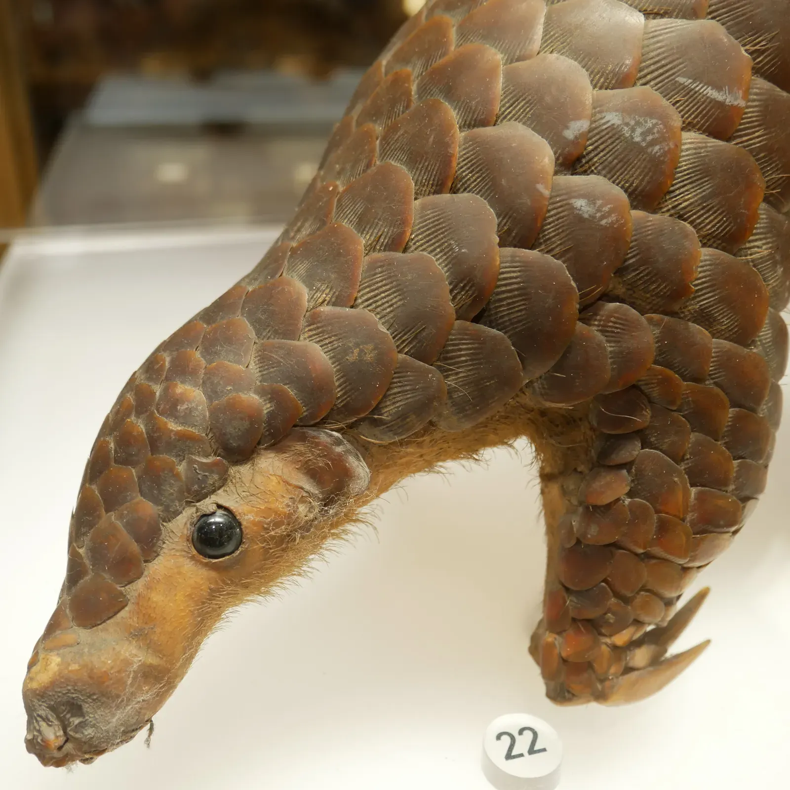 The Pangolin Curls Into an Armored Ball (Image Credits: Wikimedia)