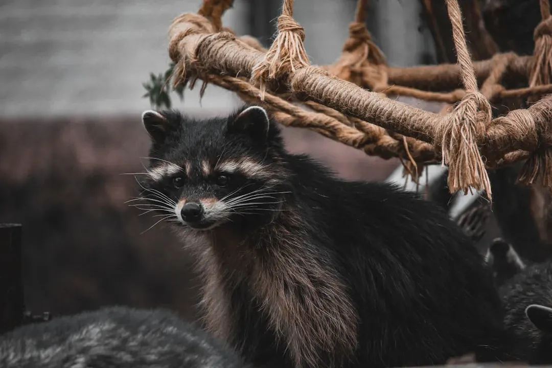 Illinois: Urban Raccoon Central (Image Credits: Unsplash)
