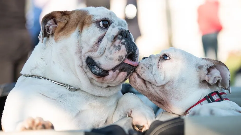 Taurus and the English Bulldog (Image Credits: Pexels)