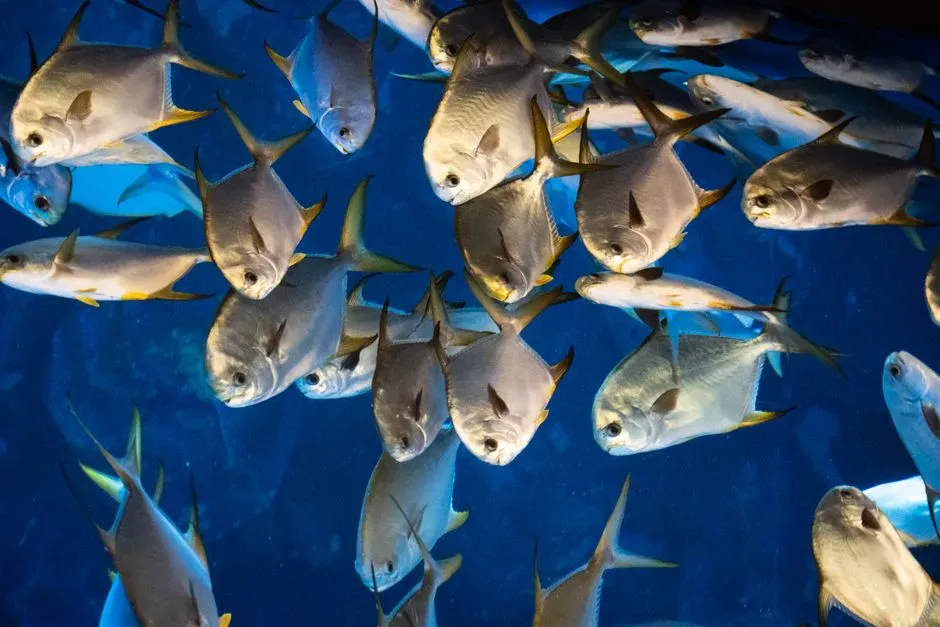 Pisces Moon: The Fish (Image Credits: Pexels)