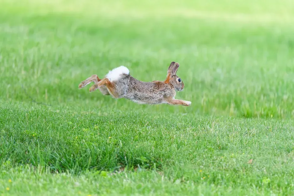 Happy Rabbits Perform Midair Twists Called Binkies (Image Credits: Pexels)