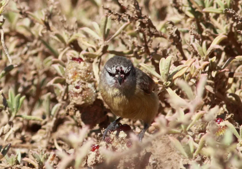 Cape Penduline Tit: A Nest with a False Door (Wilferd Duckitt, Flickr, CC BY 2.0)