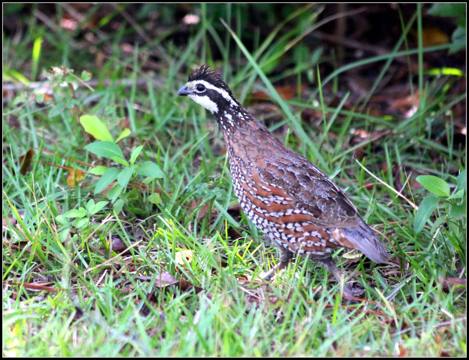 #9 - Northern Bobwhite: The Backyard Whistle Gone Missing (NORTHERN BOBWHITE

Uploaded by Amada44, CC BY 2.0)