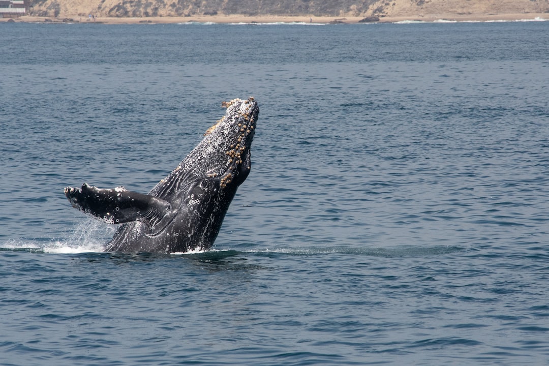Pisces and the Mystical Whale (Image Credits: Unsplash)