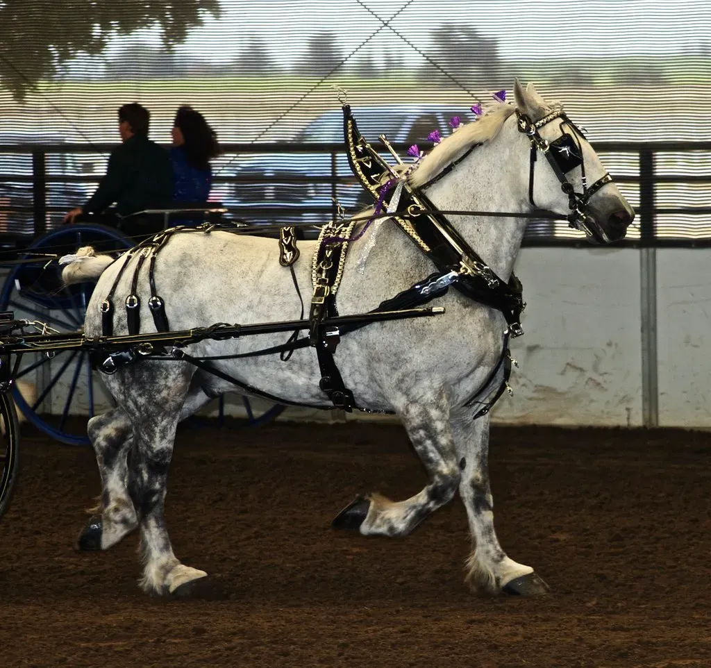 #9 - Percheron (Just chaos, Flickr, CC BY 2.0)