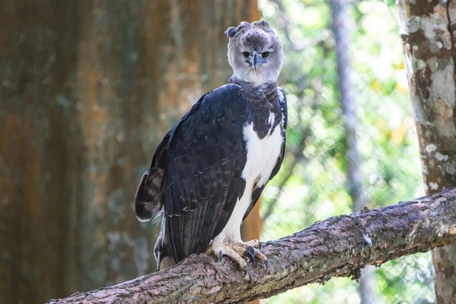 Cancer &ndash; The Harpy Eagle: Fierce Protector with a Soft Heart (Image Credits: Pexels)