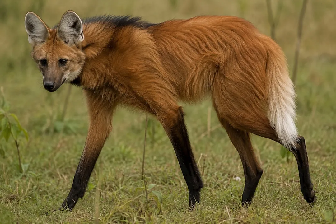 1. Those &ldquo;stilt&rdquo; legs are built for grasslands, not for being a giant fox (Image Credits: Unsplash)