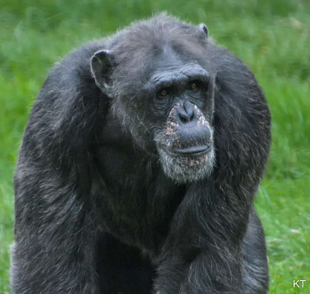 1. Binti Jua: The Gorilla Who Cradled a Falling Boy (Image Credits: Flickr)