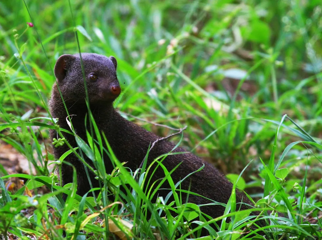 Conclusion: A Tiny Predator Asking a Giant Question (Image Credits: Unsplash)