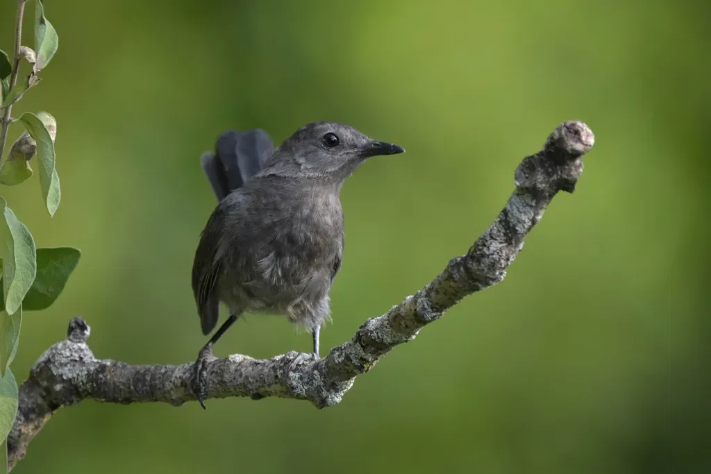 #10. They Hide When They Sing, Which Makes Them Even Harder to Identify (Image Credits: Rawpixel)