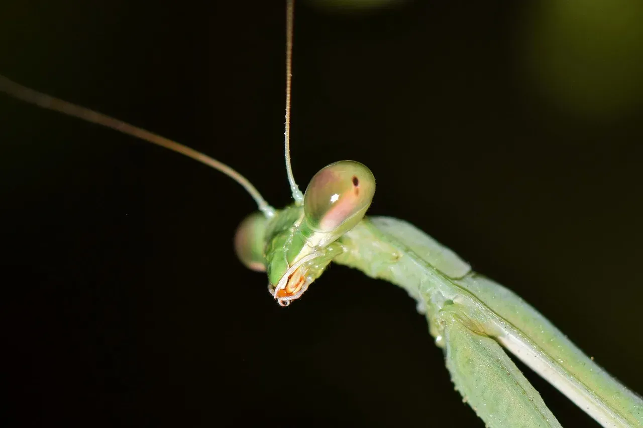 The Praying Mantis: A Fierce Generalist (Image Credits: Pixabay)