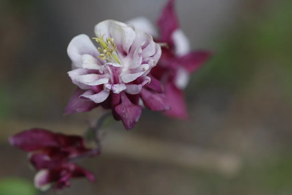 Columbine (Aquilegia, especially red and bicolor types) (vanhookc, Flickr, CC BY-SA 2.0)