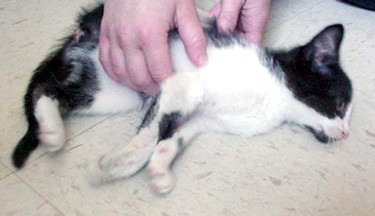Cat Purring Contains Hidden Healing Properties (Image Credits: Flickr)