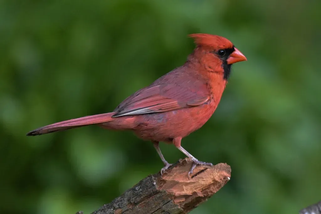 They Perch on Fences or Low Branches Near the House (Image Credits: Rawpixel)