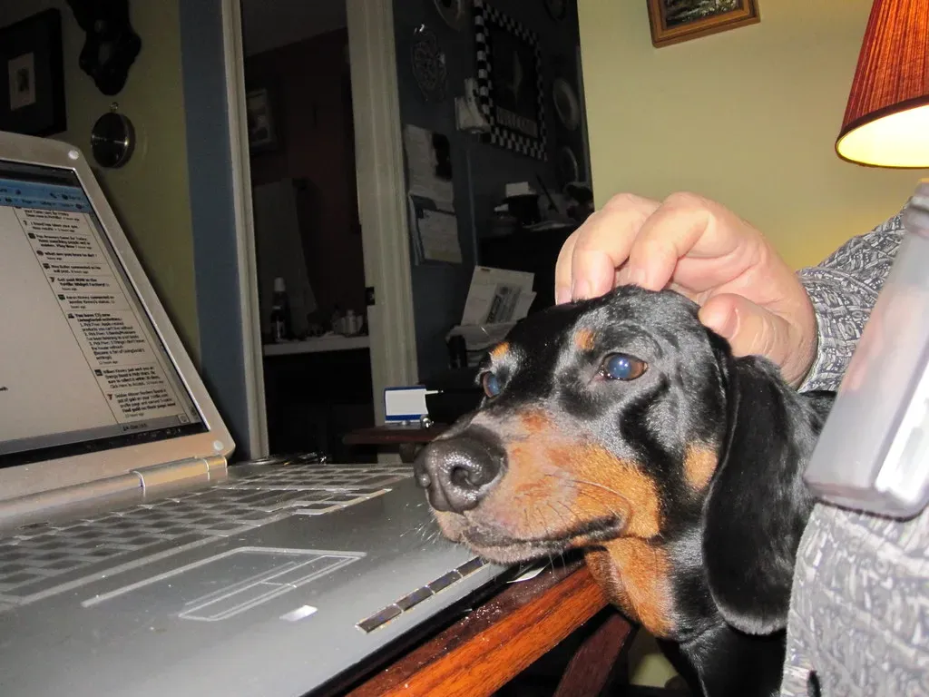 #2. Attention-Seeking Behaviors Escalate Quickly (Tobyotter, Flickr, CC BY 2.0)